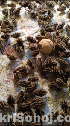 ২৬ দিন বয়সের কোয়েল পাখি বিক্রি হবে।